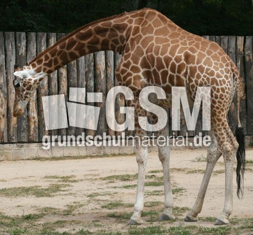 Giraffe-091.jpg